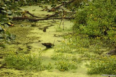 In the lily pond