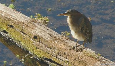 Green Heron in the Pond