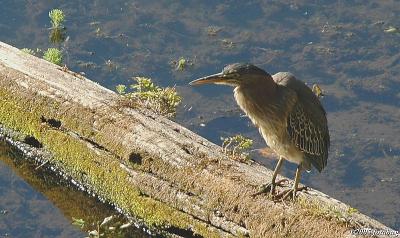 Green Heron in the Pond #2