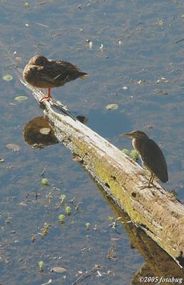 Sharing a log in the Ponds