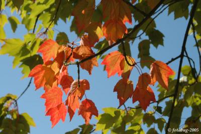 More leaves of fall