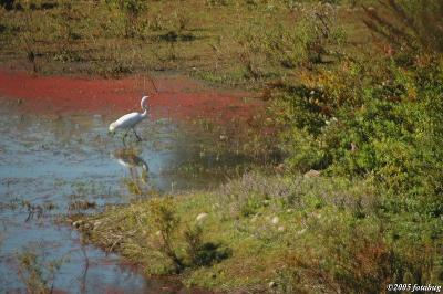 Great Egret in Delta Ponds