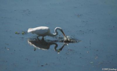 Great Egret after prey