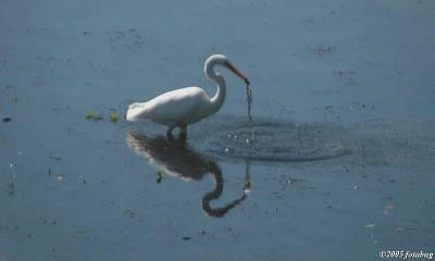 What the Egret came up with