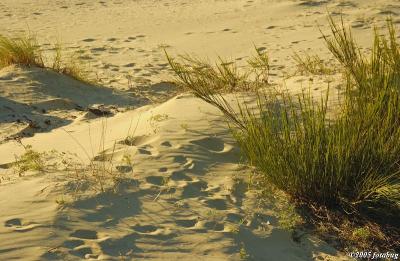 Oregon Dunes