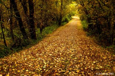 Paved with golden leaves
