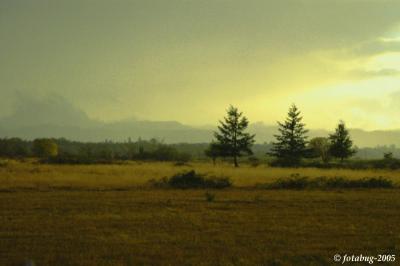 Rainy evening at the wetlands