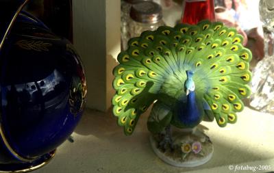 Peacock in a store window
