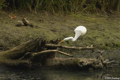 Perch of the Great Egret