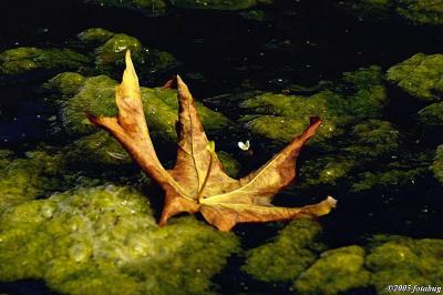 Leaf in the Ponds