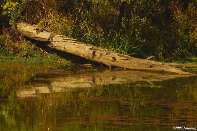 Log in Delta Ponds
