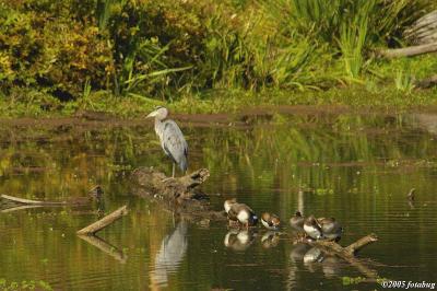 Heron and ducks in Delta Ponds #2