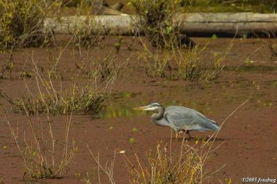 Heron in Delta Ponds #4