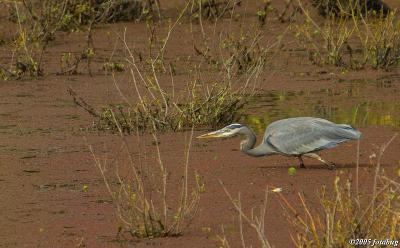 Heron in Delta Ponds #3