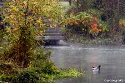 Alton Baker Park scene