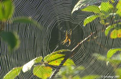 Focus on a spider