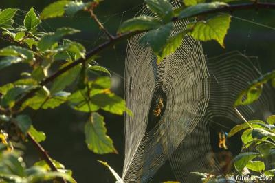 Web beauty