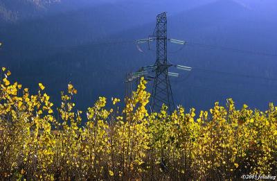 Trees and tower - Montana