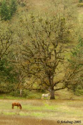 Horses, Oak and Mistletoe