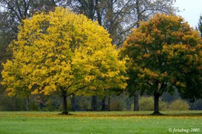 Trees in Alton Baker Park