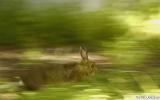Rabbit making tracks