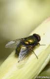 Hairy fly