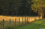Golden field and fence