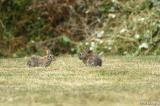 Wild rabbits - Finley Wildlife Refuge
