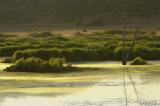 Scene from the Fern Ridge wetlands