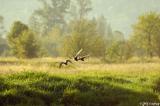Flying low in the Fern Ridge Wildlife Area