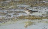 Killdeer #2