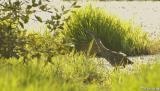 American Bittern