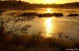 Morning sun on wetlands