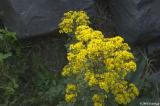 Tansy Ragwort