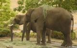 African Elephant