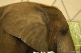 African Elephant #2