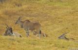 Cape Eland