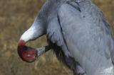 Sarus Crane #2