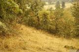 Mt. Pisgah hillside
