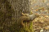 Anxious squirrel