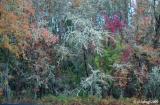 The forest primeval