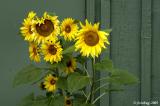 Sunflowers against green wall