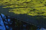 Pond reflections