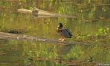 Mallard in the Pond