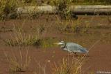 Heron in Delta Ponds #4