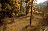 Beauty of Montana forests