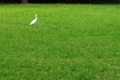 A marching egret in Aletheia University