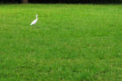 A marching egret in Aletheia University