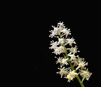 wild-lily2a-579_Image052.jpg