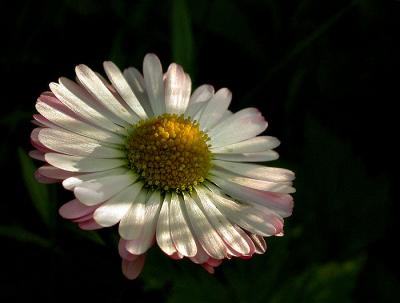eng-daisy-700_Image032.jpg